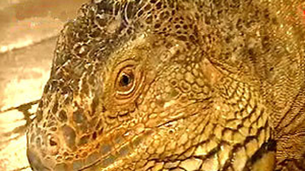 Cuentos con animales ¡en vivo!