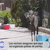 Peleas de perros en Villaverde