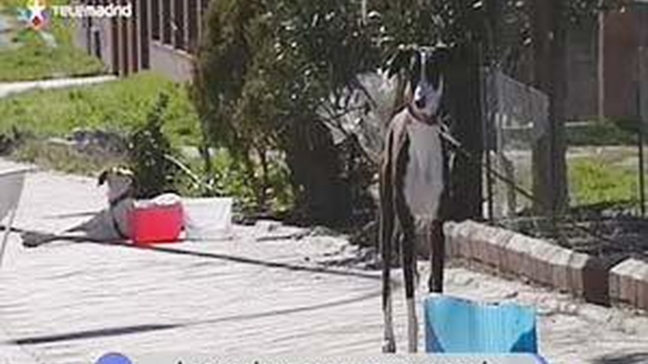 Peleas de perros en Villaverde