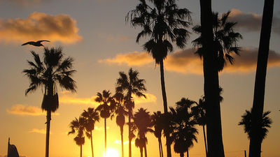 Tortugas en peligro de extinción anidan en las costas de Nicaragua