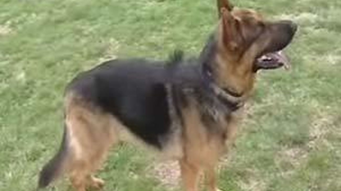 Un envenenador de perros en Valdebernardo