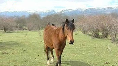 El caballo serrano, patrimonio madrileño