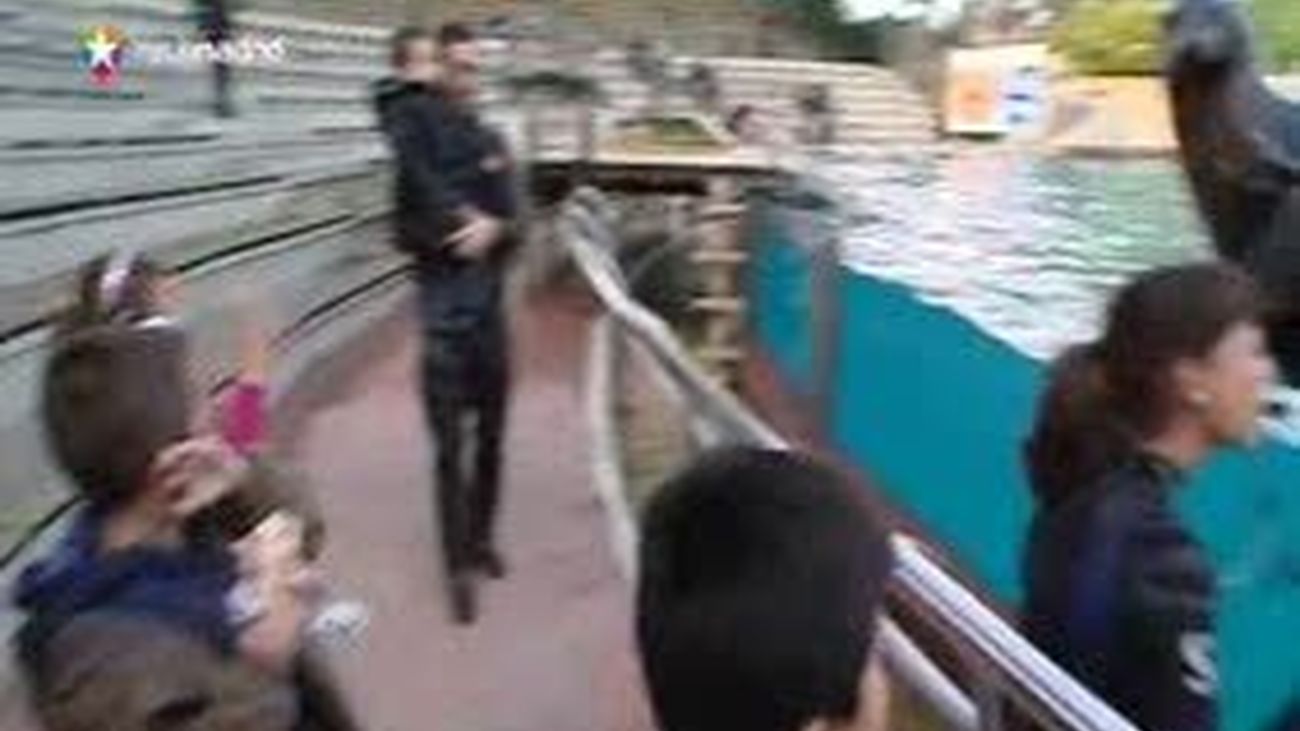 Con los osos marinos de Faunia