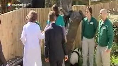 Los pandas del zoo salen al exterior