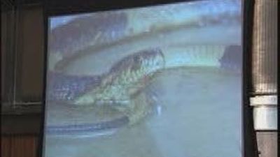 Encuentran la cobra del zoológico del Bronx