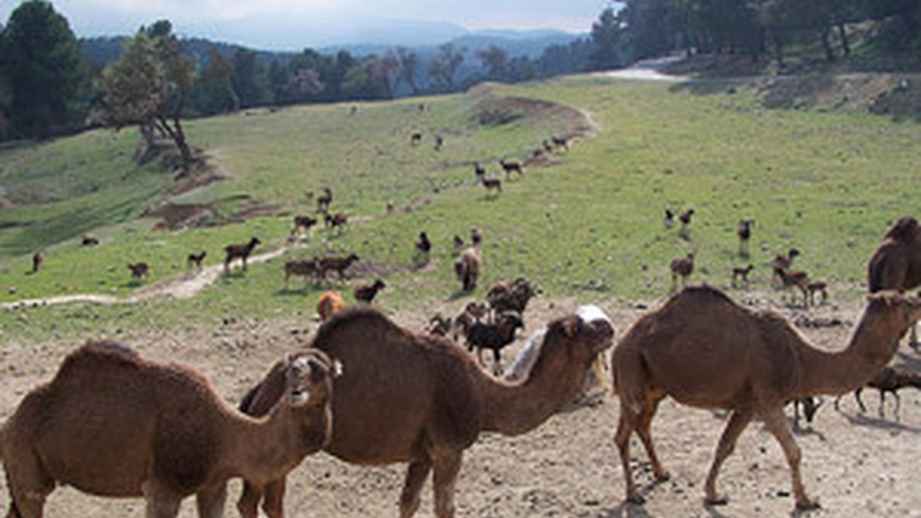 Baby boom en el Safari Park Madrid