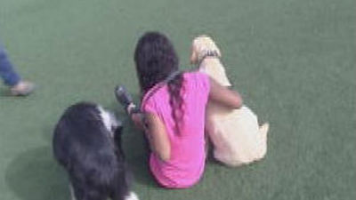 Galapagar inicia un programa de educación asistida con perros para víctimas de violencia de género