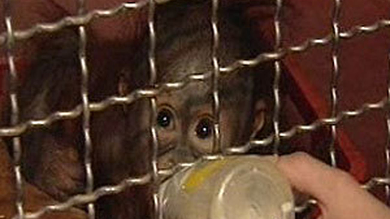 Buscando mamá para el orangután Boo