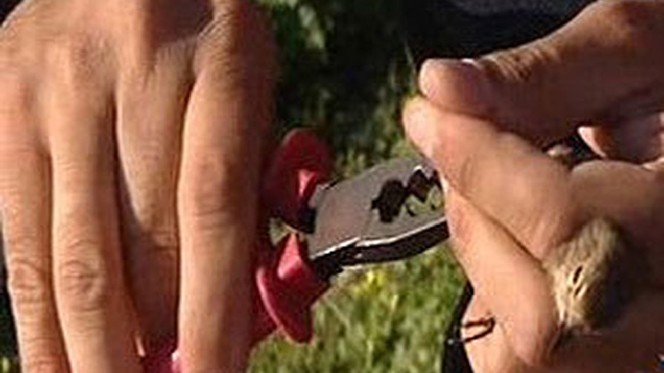 Las aves buscan el fresquito