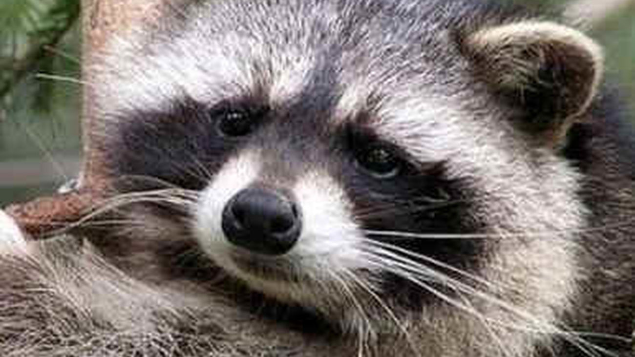 Los mapaches amenazan el Parque Lineal del Manzanares