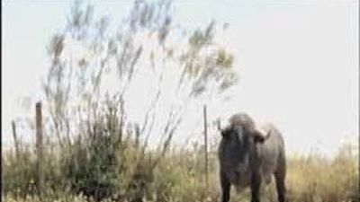 El 3D salta a los ruedos