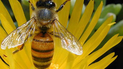 Un ácaro propaga un virus letal para las abejas de la miel