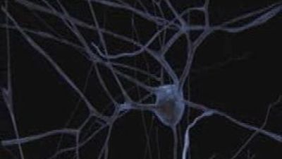 En busca del cerebro artificial