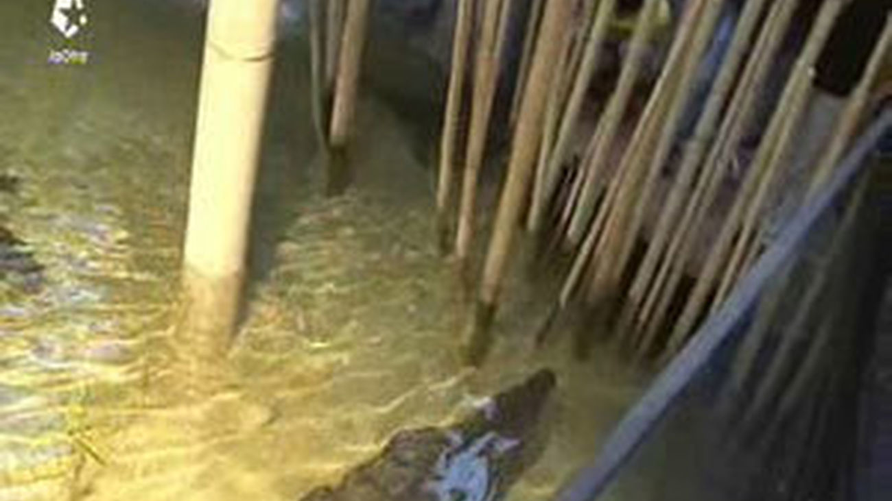 La investigación con animales, fundamental para la salud humana