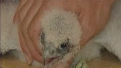 Una pareja de halcones peregrinos cría en la azotea del hospital Gómez Ulla