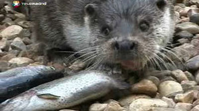 Nos acercamos a las nutrias