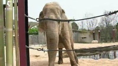 Los animales también visitan al médico