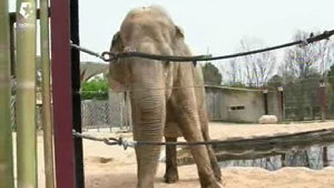 Los animales también visitan al médico