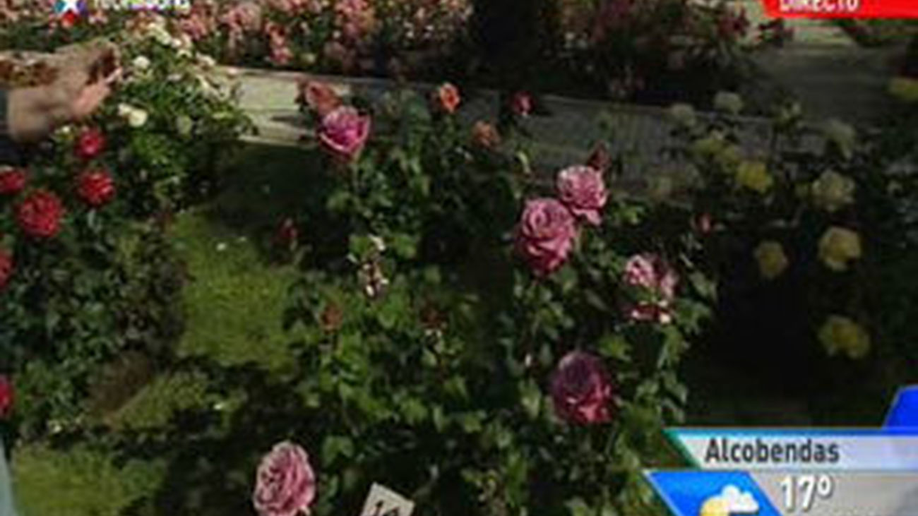 XI Concurso Popular "Rosa de Madrid"