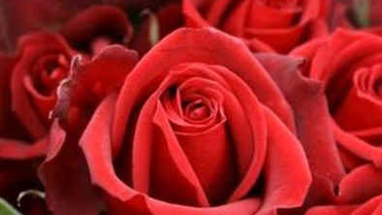 Concurso Internacional de Rosas Nuevas en la Rosaleda del Parque del Oeste