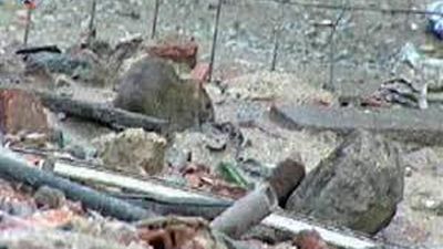 Vecinos del poblado de El Gallinero denuncian que las ratas muerden a los niños