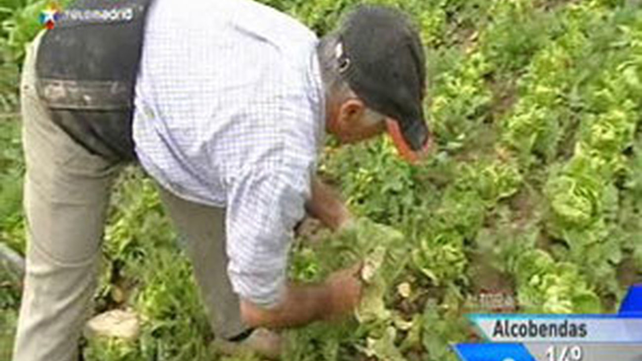 Del huerto a la mesa