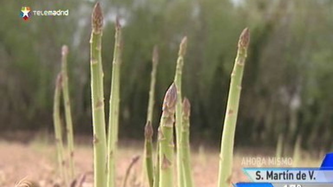 Un buen año para los espárragos