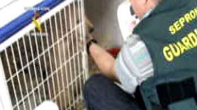 Desarticulada una trama  de importación de perros de raza en Madrid
