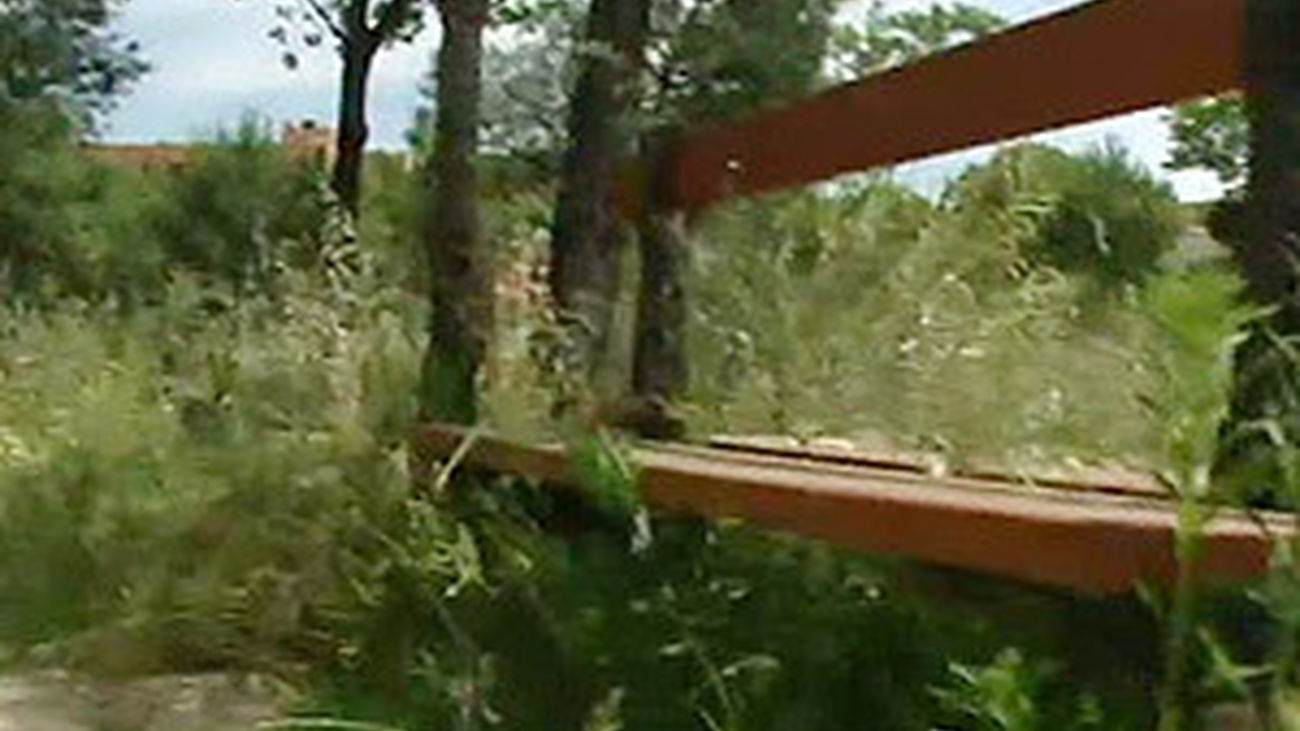 Selva urbana en el barrio de las Mercedes