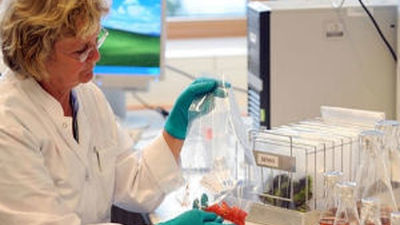 Alemania confirma que los pepinos españoles no son la fuente de la bacteria mortal