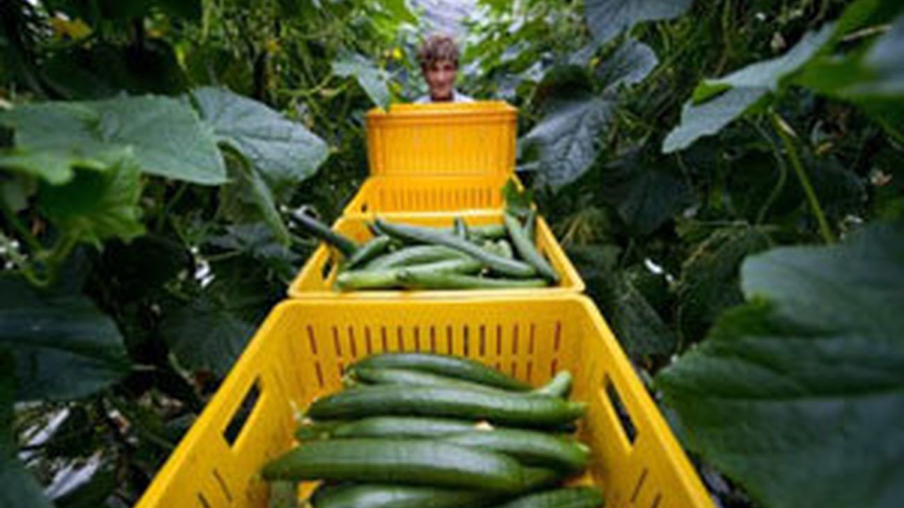 La Comisión Europea levanta la  alerta sobre los pepinos españoles