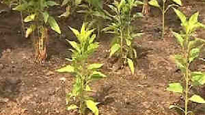 Botella presenta un huerto urbano en El Retiro que cultivarán los madrileños