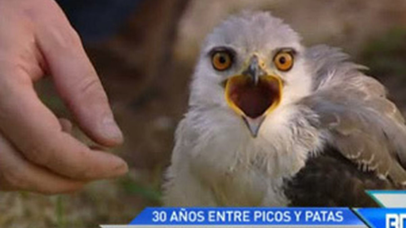 Grefa, 30 años recuperando la fauna de Madrid