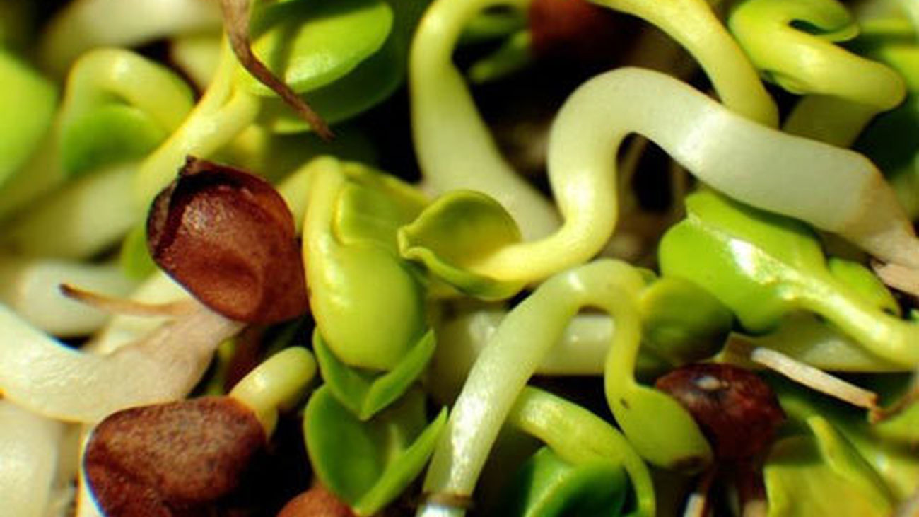 Era la soja alemana y no los pepinos españoles la culpable del brote de la bactería Ecoli