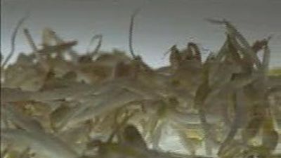 Alemania asegura que "E. coli" tiene su origen en semillas germinadas