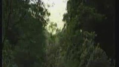 Los bosques de laurisilva reconquistan Tenerife