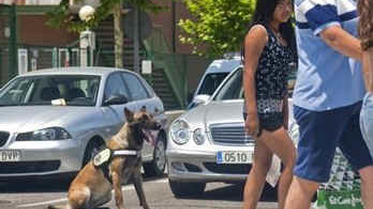 Un perro policía ayuda a un agente a regular el tráfico