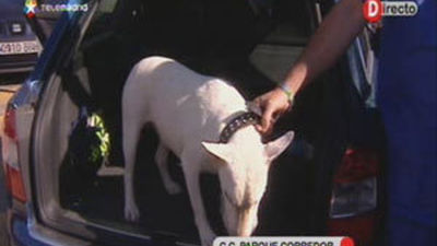 Cómo llevar de forma correcta al perro en el coche