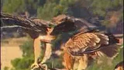 Desarticulada una red de tráfico ilegal de aves rapaces