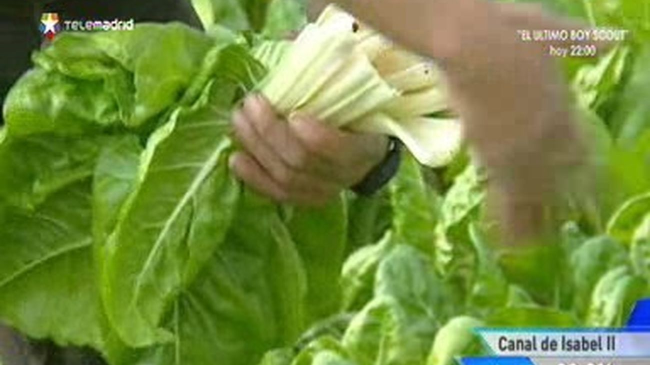 Alimentos recomendados