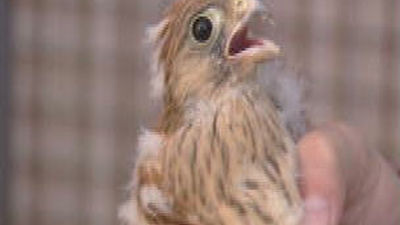 Liberados en Navas del Rey 15 pollos de cernícalo primilla