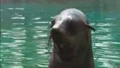 Experiencia lúcida y educativa que mayores y pequeños pueden disfrutar junto a osos marinos