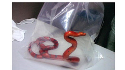 Una serpiente de un metro de longitud obliga a detener el tren bala japonés