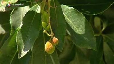 Árboles centenarios