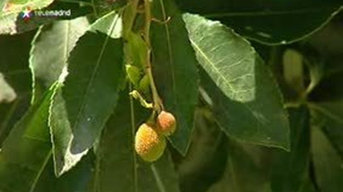 Árboles centenarios