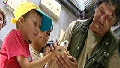 Los niños de Quijorna reintroducen en su hábitat a una veintena de pollos de cernícalo primilla