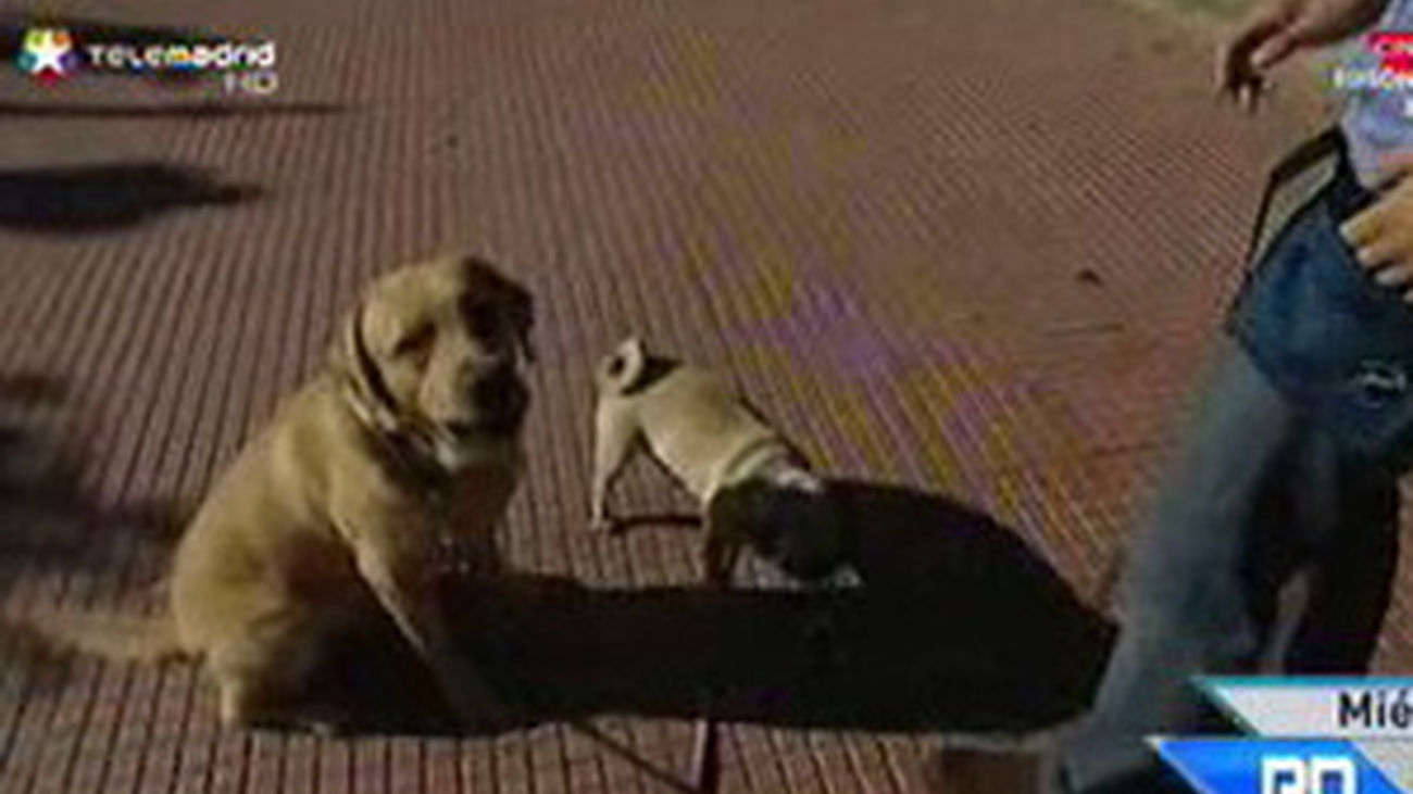 Adiestramiento canino