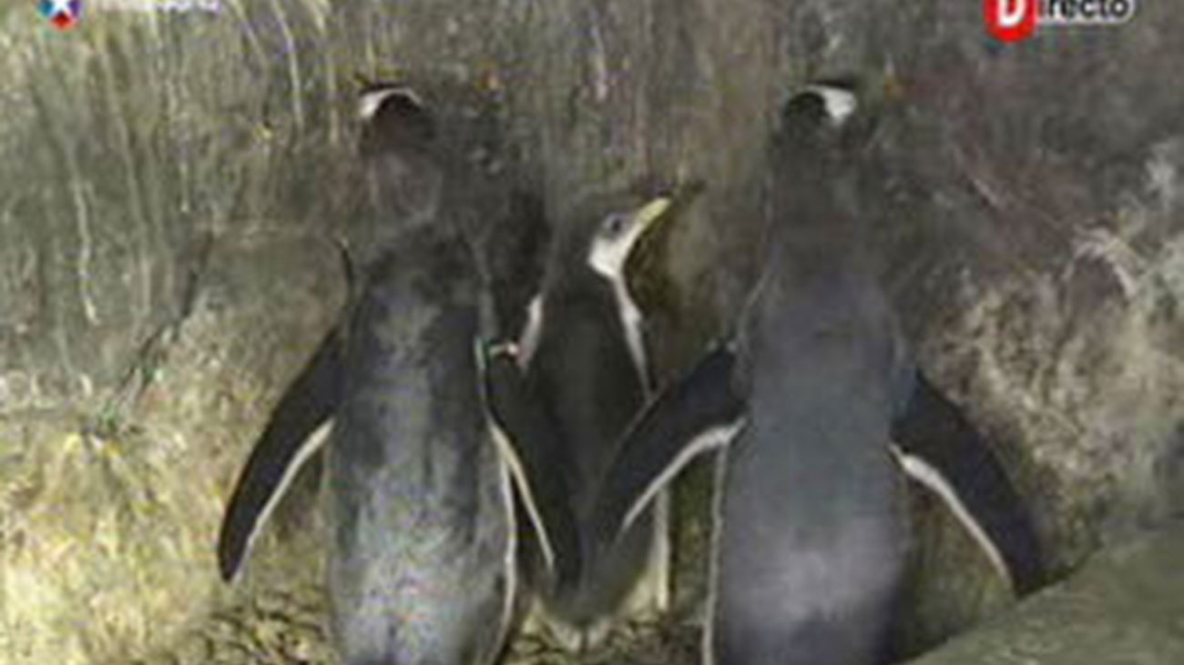 Los bebés pingüinos