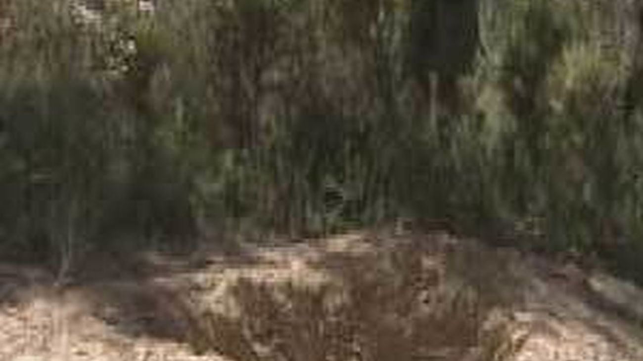 Hallados fusiles de asalto, munición y 20.000 dólares en tres zulos de ETA en Francia