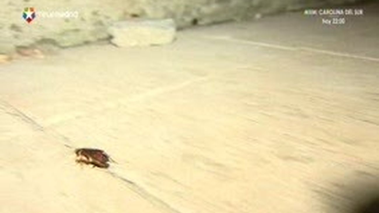 Invasión de 'cucas'